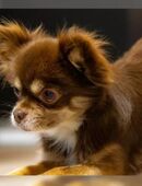 Reinrassige Chihuahua Welpen in 32549