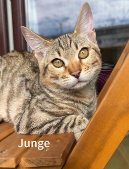 Unsere Bengal-Kätzchen ohne Stammbaum suchen ihre eigene liebevolle Familie - Hamburg