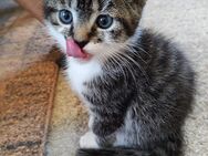 Zuckersüße Katzenbabys Kitten - Südlohn