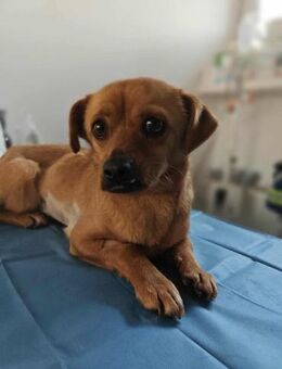 Renee möchte in ein schönes Hundeleben - Beltheim