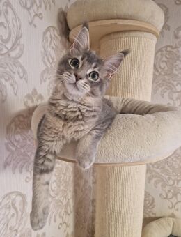 Maine Coon Mädchen - Liebenau (Niedersachsen)