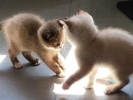 Sibirische Kitten,Neva Masquarade Babykatzen - Aachen