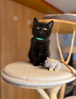 BKH Kitten ein Junge - Penig Zentrum