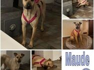 MAUDE -sucht hundeerfahrene Menschen- - Duisburg