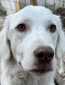 Alaska, geb. ca. 12/2021, Griechenland - Markdorf