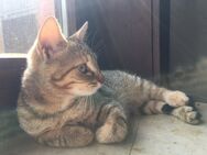 Junge Katze in liebevolle Hände abzugeben - Sontra