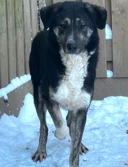 Ringo, Mischlingsrüde, 4 Jahre - Wegberg
