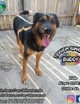 BUDDY - sein Name soll Programm werden - Waakirchen