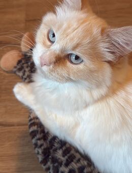 Ragdoll Neva Masquarade Kater - Bochum