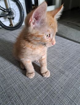Kitten Katze und Kater suchen neues Zuhause - Hamburg Wandsbek