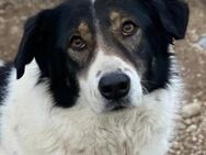 Xalia, geb. ca. 03/2018, Griechenland - Markdorf