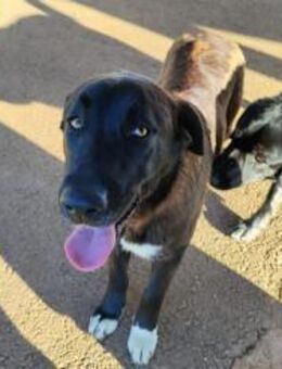 Gretel - Herzenshund - liebt Mensch&Tier - Freudenstadt