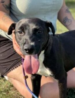 Nicita wartet auf ihre Chance - Nordwalde