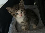 Kater samt Zubehör - Sassnitz Zentrum