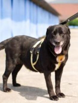 Labrador-Mix Scrolla - München