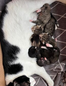 Kitten Babykatze Katzenbaby Kater Katze - Stuttgart