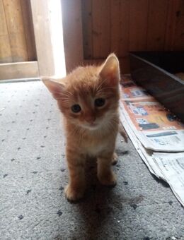Kitten Katzenbabys Hauskatze - Mönchengladbach