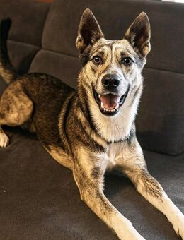 LUPO-Energie,Herz & Abenteuerlust - Mönchengladbach