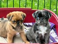 Retromops Welpen zu verkaufen. - Munster