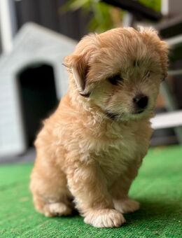 Bollipoo/Maltipoo rüde mit Gesundheitszeugniss - Diemelsee