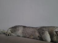 Katze-BKH - Waldkraiburg