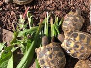 Griechische Landschildkröten Babys NZ 2023 - Erzhausen