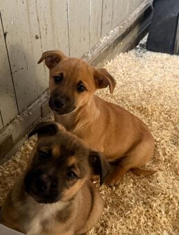 Noch 1 bezaubernder Mischlingswelpe sucht liebevolles Zuhause - Borken