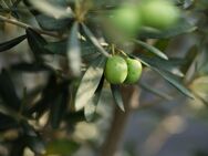 Baugrundstück für Doppelhaushälfte im Herzen von FFO am Botanischen Garten - Frankfurt (Oder)