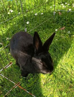 Süßer zutraulicher Hase 7 Monate männlich - Aichtal