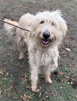 Godric der Liebenswerte - Süderbrarup