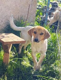 Vanja - lernwillig und interessiert - Westerholt