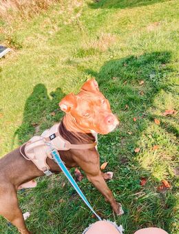 Stafford zum abgeben - Völklingen