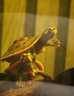 Emydura subglobosa schildkröten Nachzuchten - Berlin