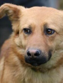 Mufti - zutraulich u. sehr liebenswert - Lohra