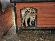 Capone, aktiver Shiba Inu Welpe - Remagen