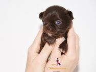 Chihuahua Welpen mit Ahnentafel - Detmold Klüt