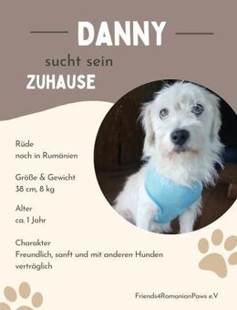 Lieber DANNY sucht sein Für-Immer-Zuhaus - Neuberg