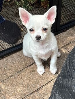 1bezauberndes Pomsky Welpe sucht liebevolles Zuhause - Bad Saulgau