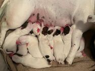 Welpen Jack Russell Terrier reinrassig - Erlangen