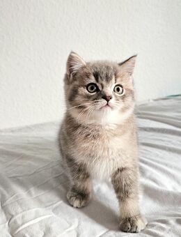 BKH graue Kater M - Berlin