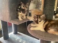 Maine Coon Kitten abzugeben - Übach-Palenberg
