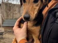 Dackel Mix Hündin, 1 Jahr - Kappeln (Schleswig-Holstein)