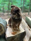 Chihuauha Hündin 2 Jahre alt in 31683