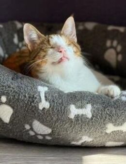 Neyla sucht ein liebevolles Zuhause - Bergheim (Nordrhein-Westfalen)