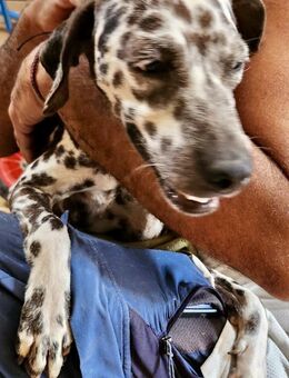 Nat, offen, freundlich, zutraulich - Westerholt