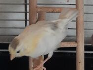 2 bildhübsche nestjunge Kanarienvögel - Gehrden
