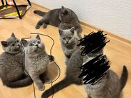 BKH Babykatzen - Schelklingen