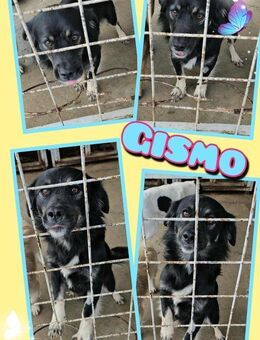 Süßer Gismo möchte ins Warme! - Nürnberg