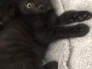 4 schwarze katzenkinder abzugeben - Saarbrücken