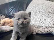 Reinrassige bkh britisch Kurzhaar kitten Katze Kater blau grau lilac - Hamm